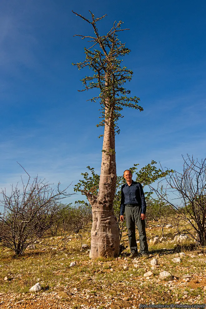 Пахиподиум Леала (Pachypodium lealii) содержит водянистый, смолистый
и вязкий латекс (сок). 
Сок растения ядовит, исторически использовался в качестве яда для стрел.