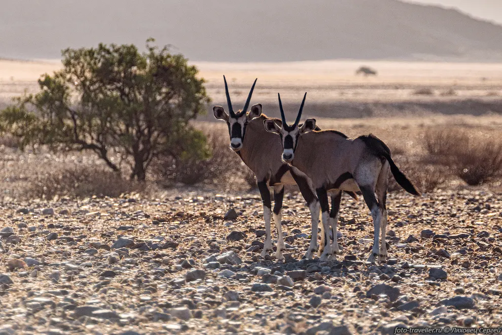 Ориксы (Oryx gazella)