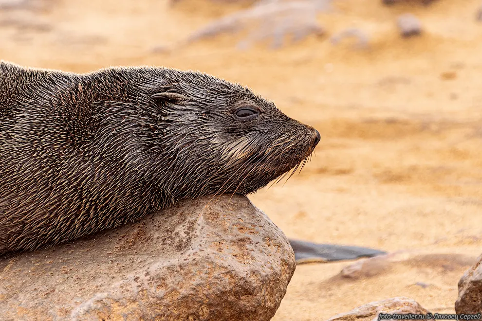 Подвид капского морского котика Arctocephalus pusillus pusillus
основывает колонии на атлантическом побережье ЮАР и Намибии. Вне брачного сезона 
отдельные особи перекочёвывают на север вплоть до Анголы, а также появляются на 
субантарктических Островах Принс-Эдуард. Другим подвидом является Arctocephalus 
pusillus doriferus. Его колонии располагаются почти исключительно на девяти небольших 
островах в проливе Басса. Вне брачного сезона капские морские котики рассеиваются 
по побережьям Австралии и Тасмании.