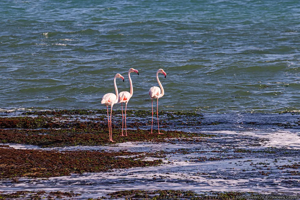 Фламинго возле Птичьего острова (Bird island)