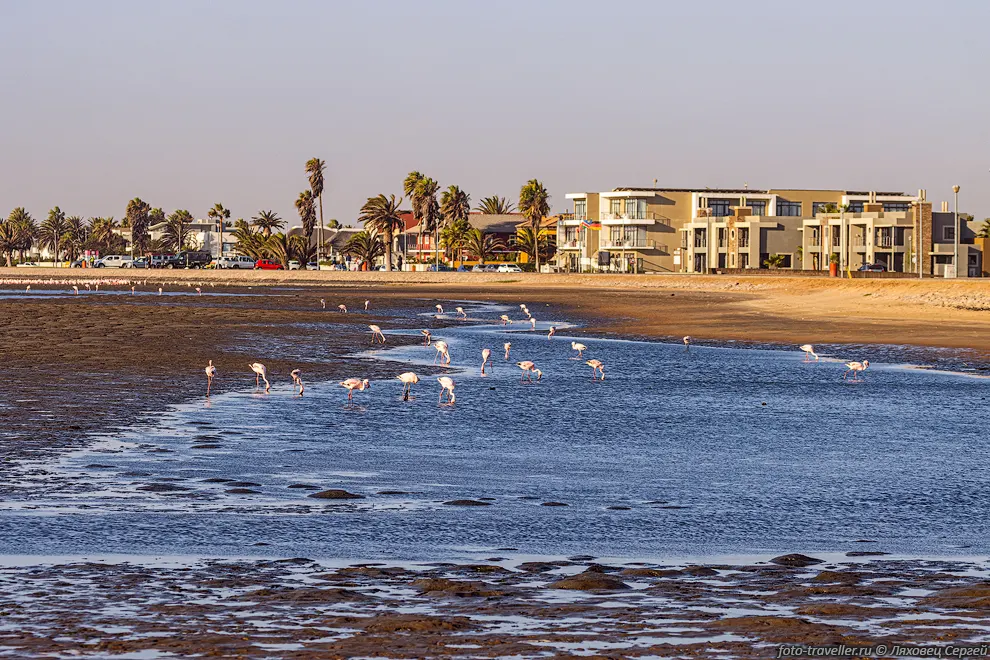 Фламинго на берегу возле города Уолфиш-Бей (Walvis Bay, Walfish
Bay).