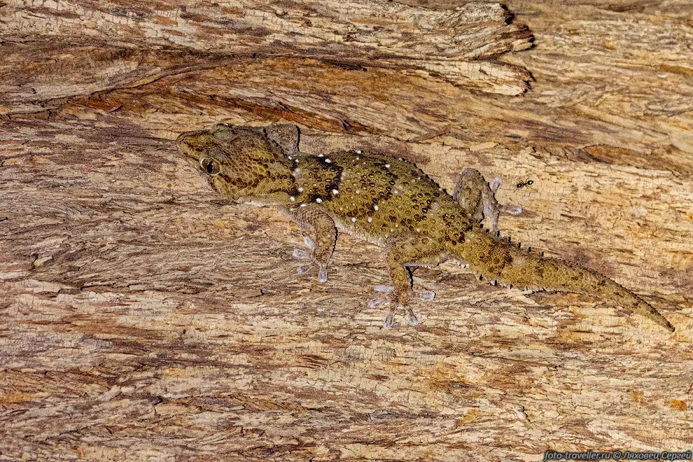Толстопалый геккон Тернера (Chondrodactylus turneri, Turner's
thick-toed gecko) является эндемиком Южной Африки.
Длина 10 см. Видовое название дано в честь британского энтомолога Джеймса Аспинелла 
Тернера.