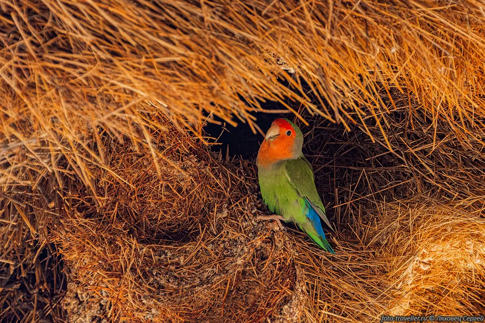 Розовощёкий неразлучник (Agapornis roseicollis) обитает в Анголе,
Намибии и ЮАР.