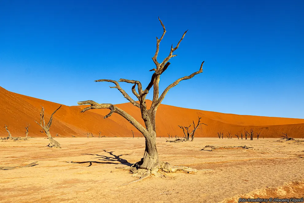 Соссусфлей (Sossusvlei) - конец долины реки и дно сухого озера,
изредка и кратковременно покрывающееся водой (и грязью) во время дождей в истоках 
реки.
Соссусфлей находится в центральной части пустыни Намиб, от океана это место отделяют 
дюны, преодолеть которые вода реки Цаухаб (Tsauchab River) не в состоянии. В национальном 
парке Намиб-Науклуфт несколько таких озер. Некоторые уже давно перегорожены песчаными 
перемычками, и вода в них не поступает, соответственно все деревья там высохли.