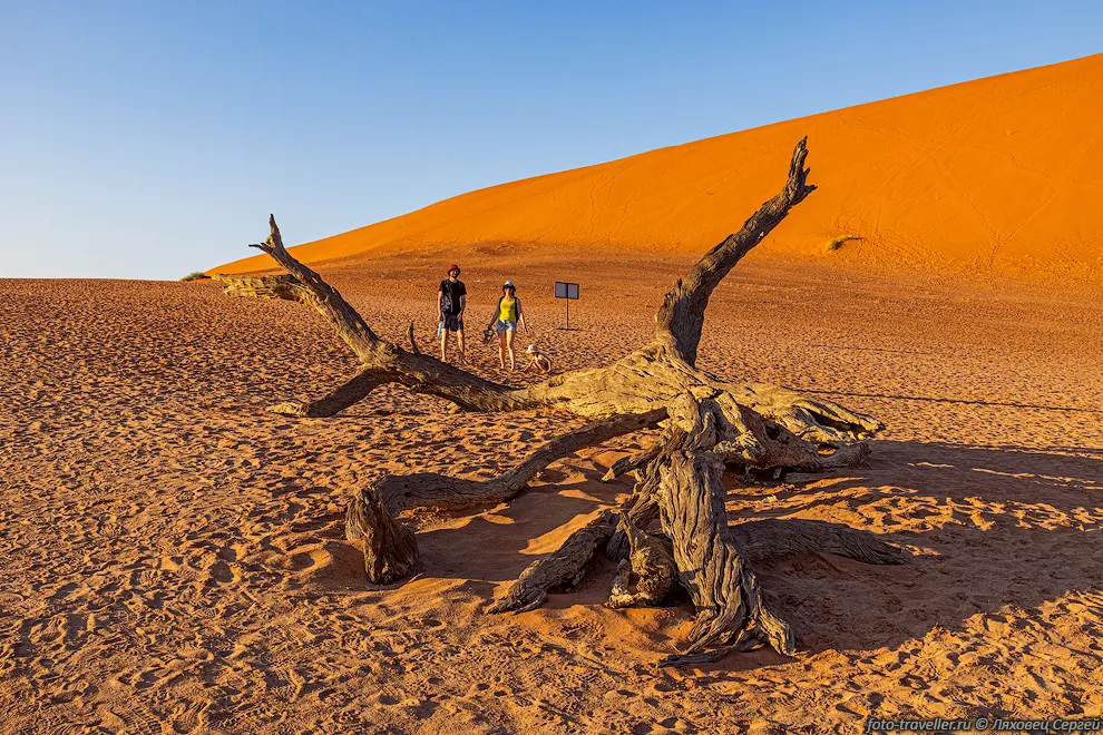 Упавшее дерево в Дедфлей (Deadvlei).
Национальный парк Намиб-Науклуфт (Namib-Naukluft National Park).