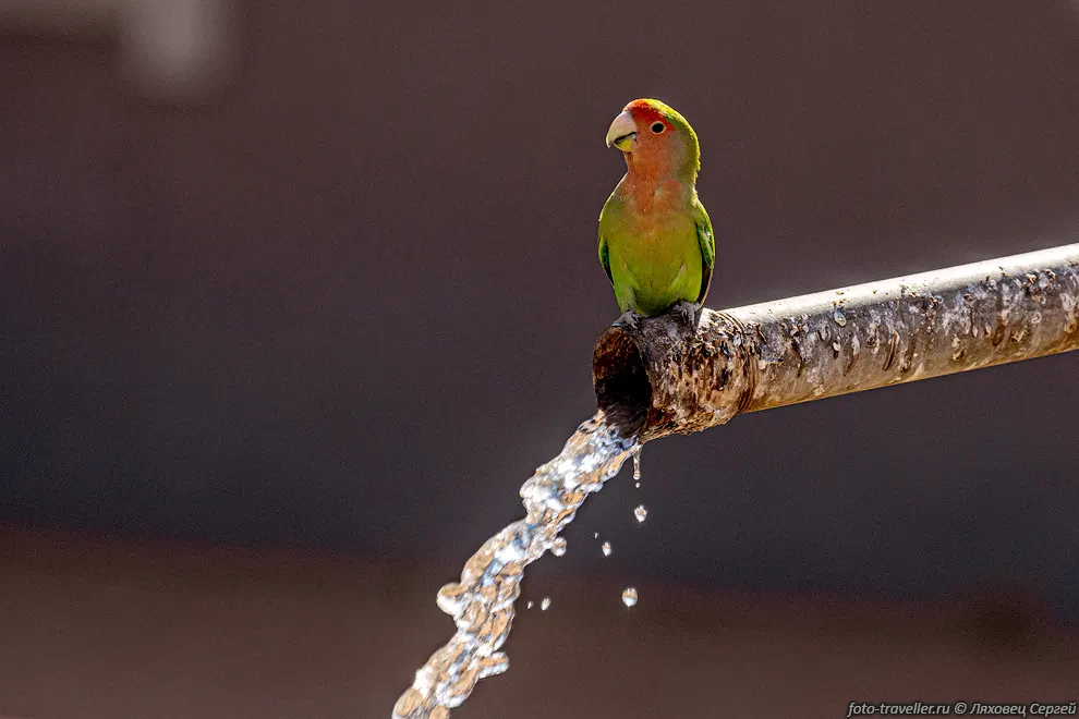 Розовощёкий неразлучник (Agapornis roseicollis) возле водопоя