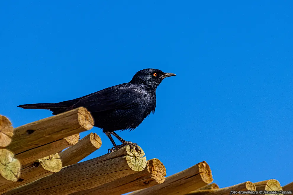 Бледнокрылый скворец (Onychognathus nabouroup, Palewinged Starling)
проживает в Анголе, Ботсване, Намибии и Южной Африке. 