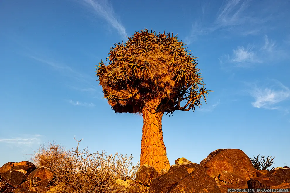Алоэдендрон дихотомический, колчанное дерево, кокербум (Aloidendron
dichotomum, Aloe dichotoma) с гнездами птиц.
Колчанные деревья - одна из известных достопримечательностей южной Намибии.
Это вовсе не дерево, а гигантское алоэ, растущее высотой до 9 метров.