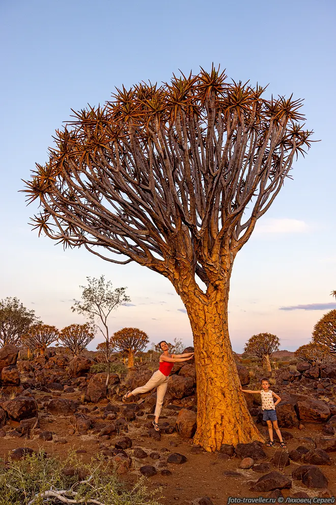 Алоэдендрон дихотомический, колчанное дерево, кокербум (Aloidendron
dichotomum, Aloe dichotoma). Одно из своих названий получил от племени койсанов, 
которые использовали выдолбленные ветки в качестве колчанов для хранения охотничьих 
стрел с ядовитыми наконечниками. 