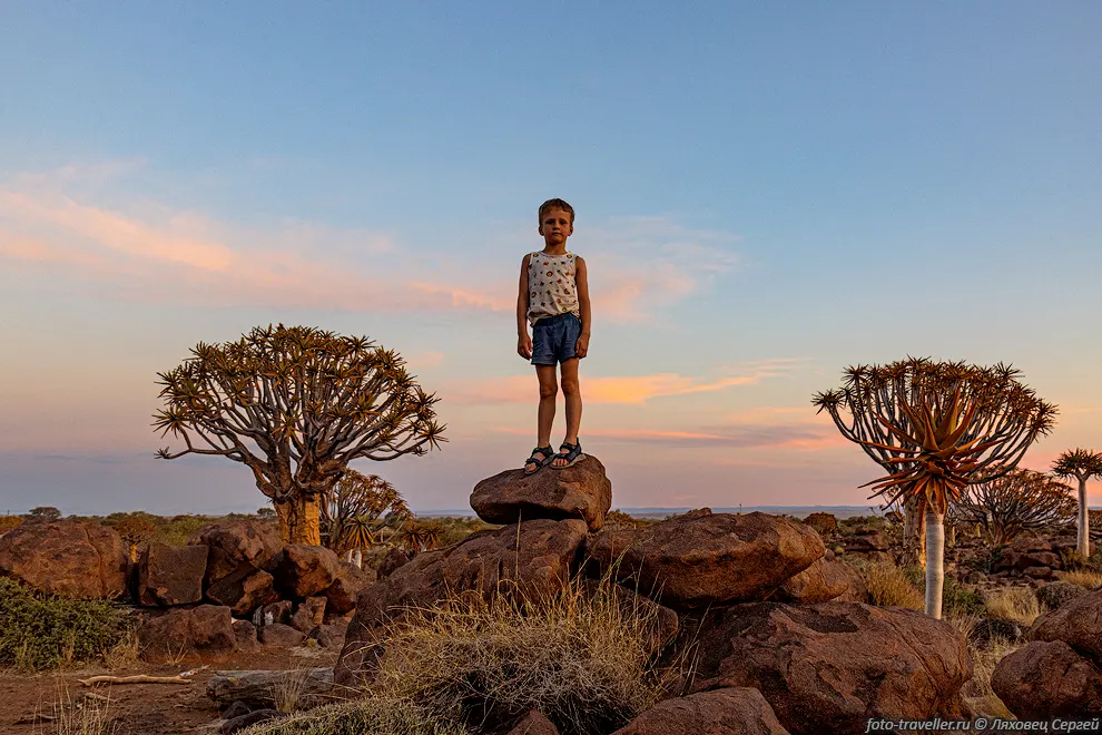 Максим в лесу колчанных деревьев. Лес колчанных деревьев (Quiver
Tree Forest) расположен на территории Фермы Гариганус (Gariganus Farm). На этой 
ферме необычайно высокая плотность колчанных деревьев. Самое красивое время для 
фотографирования восход и заход, поэтому лучше ночевать в кемпинге на территории.