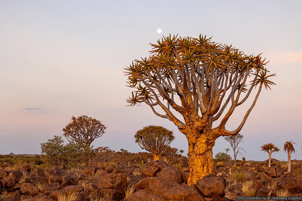 Лес колчанных деревьев (Quiver Tree Forest) 