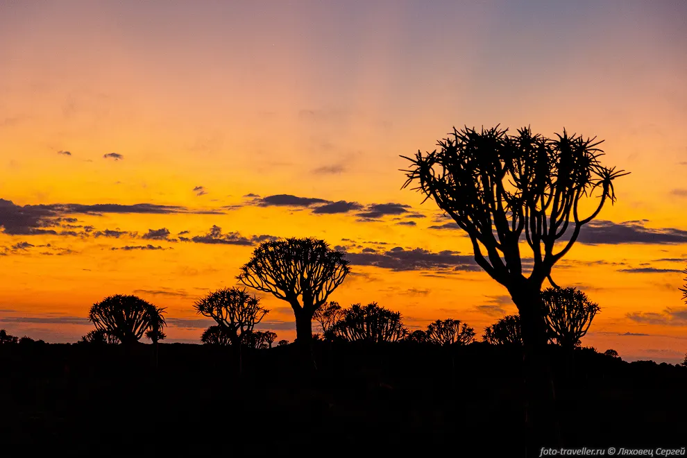 Раннее утро в лесу колчанных деревьев (Quiver Tree Forest).
Это одно из самых интересных растений Намибии.