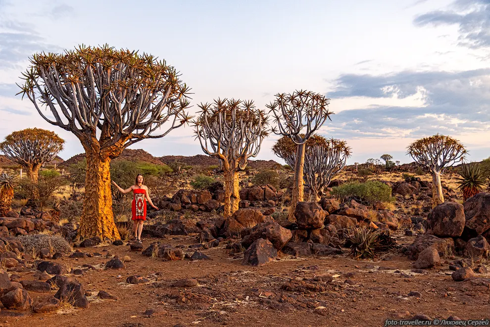 Алоэдендрон дихотомический, колчанное дерево, кокербум (Aloidendron
dichotomum, Aloe dichotoma)