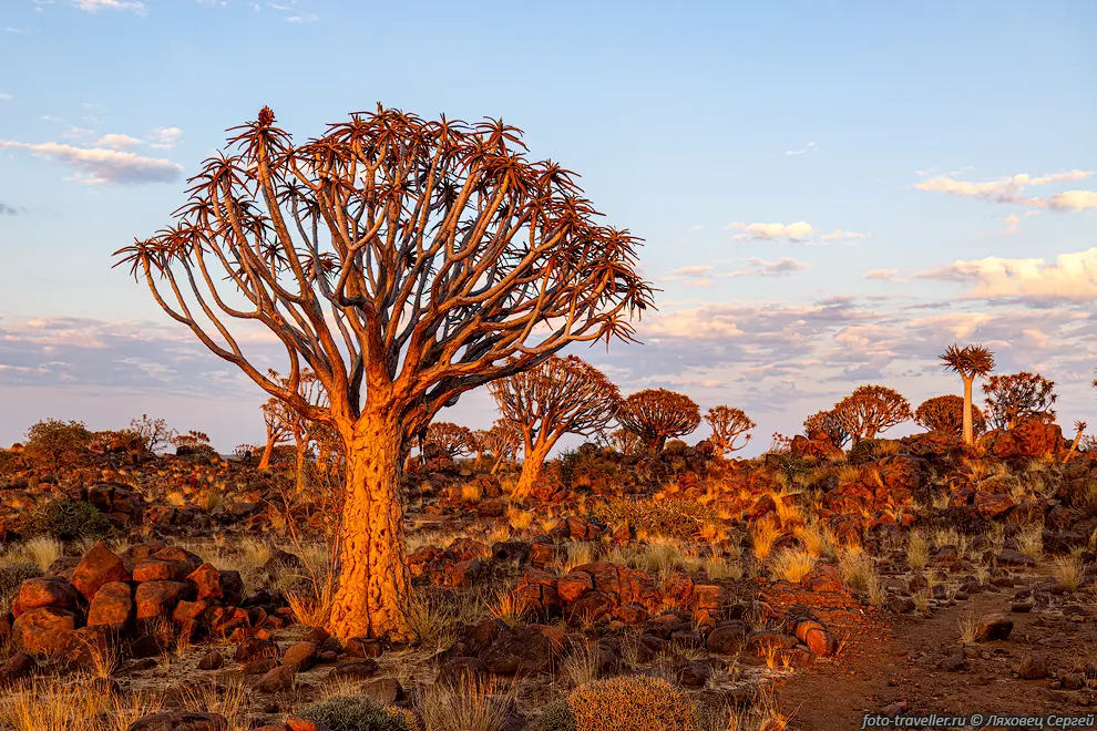 Алоэдендрон дихотомический, колчанное дерево, кокербум (Aloidendron
dichotomum, Aloe dichotoma)