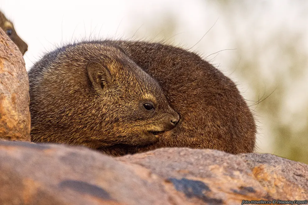 Капский даман, жиряка (Procavia capensis) обитает от Сирии, Израиля
и Северо-Восточной Африки до ЮАР. 
Южнее Сахары обитает почти повсеместно. Изолированные популяции имеются в горах 
Ливии и Алжира.