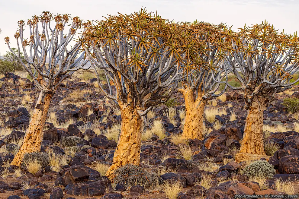 Лес колчанных деревьев (Quiver Tree Forest)