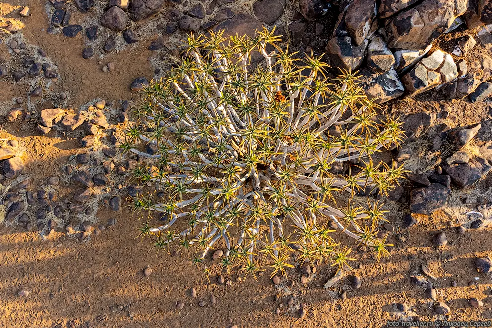 Алоэдендрон дихотомический, колчанное дерево, кокербум (Aloidendron
dichotomum, Aloe dichotoma).
Вид сверху.