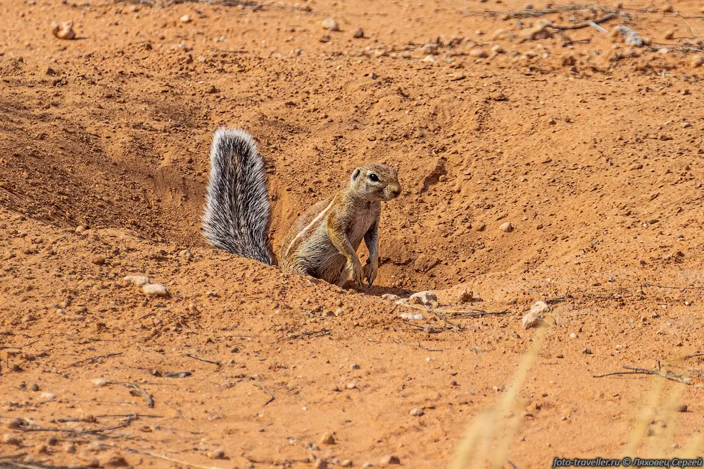 Капская земляная белка (Geosciurus inauris, Cape ground squirrel)
в пустыне Калахари
