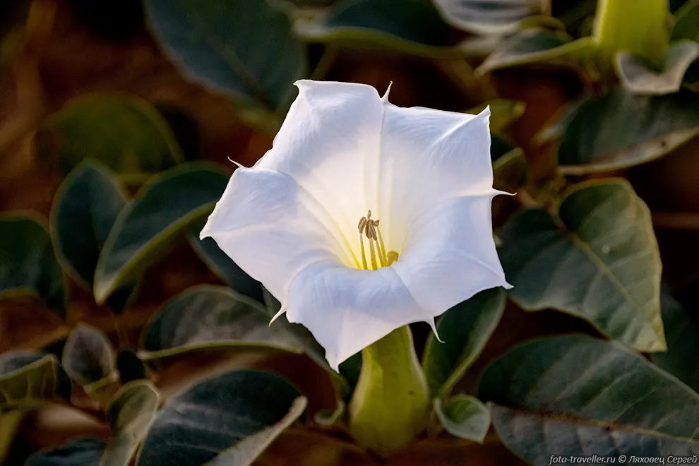Дурман безвредный (Datura innoxia, Datura meteloides) в Намибии.
Дурман безвредный - однолетнее кустарниковое растение небольшой высоты.