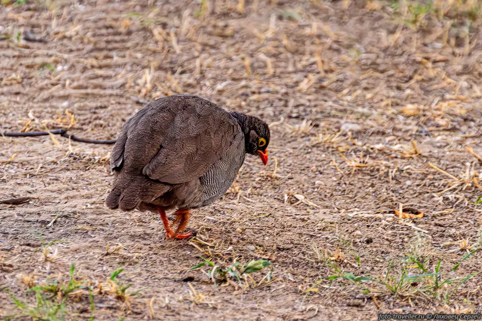 Красноклювый турач (Pternistis adspersus, red-billed spurfowl)
встречается в Анголе, Ботсване, Намибии, ЮАР, Замбии и Зимбабве.