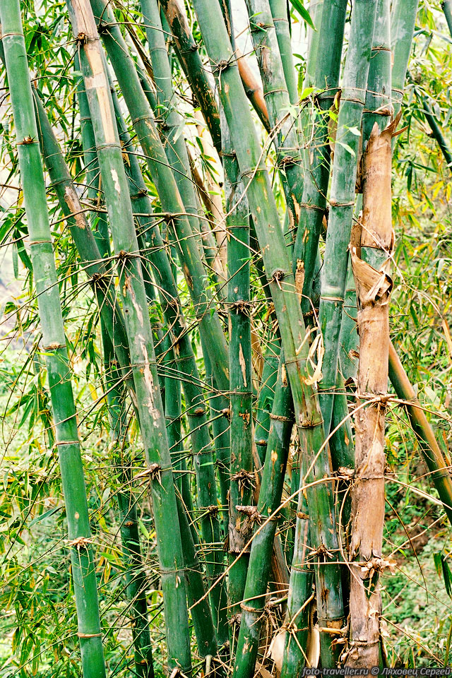Основание куста бамбука