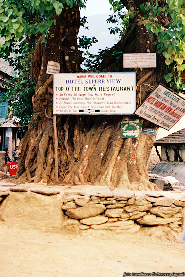 Старое дерево в центре поселка
