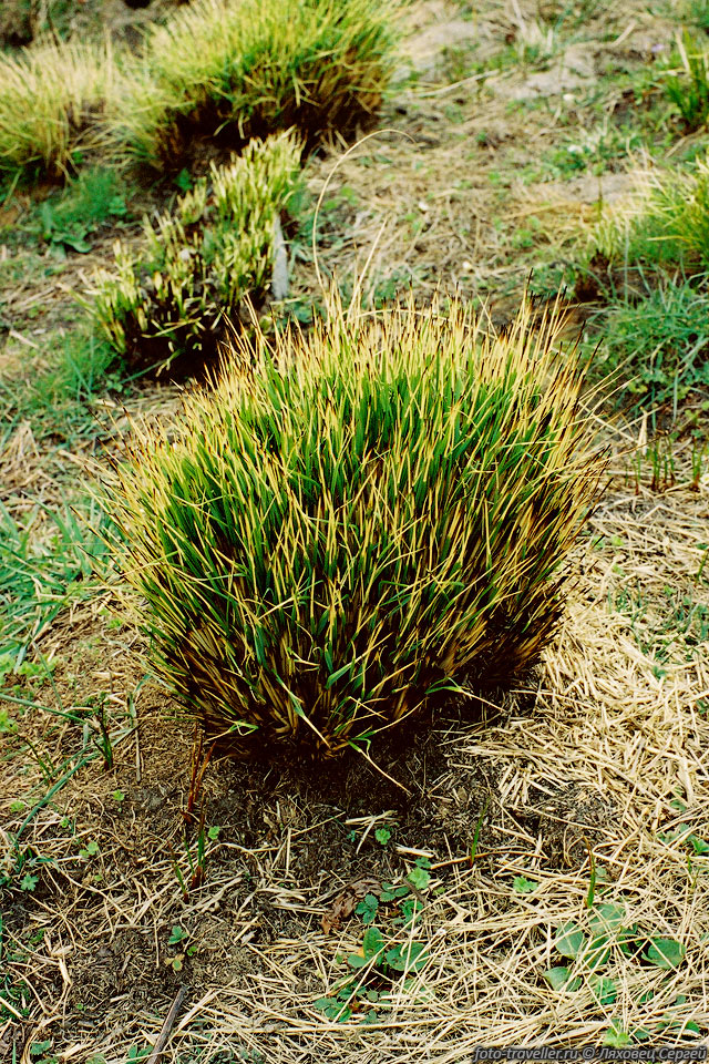 Пучок травы