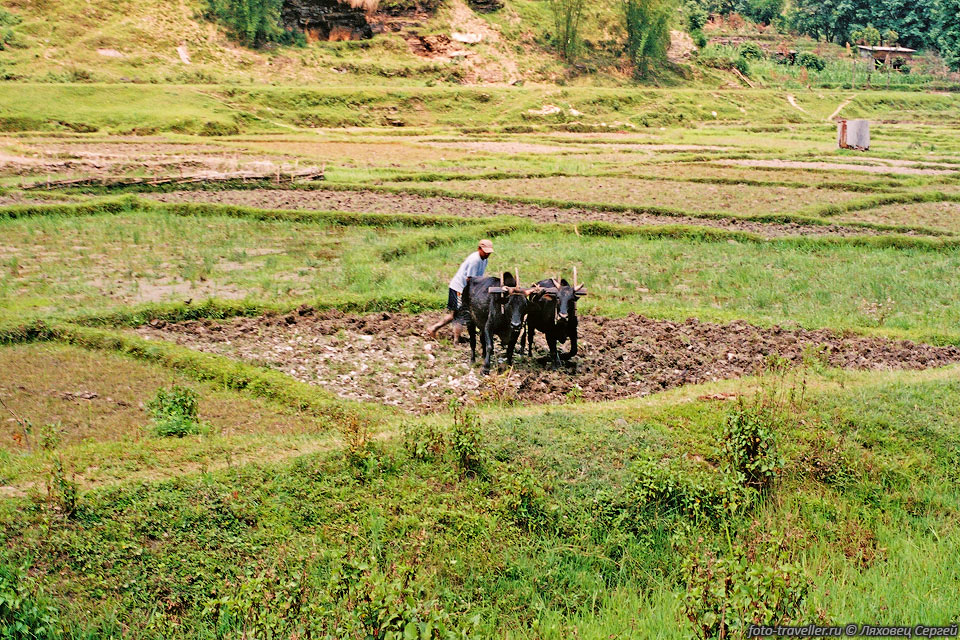Пашут землю в Непале с помощью по-старому