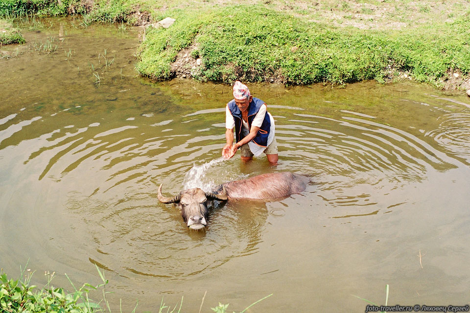 Непалец в жару поливает своего буйвола. 
По крайней мере мне кажется, что это буйвол.