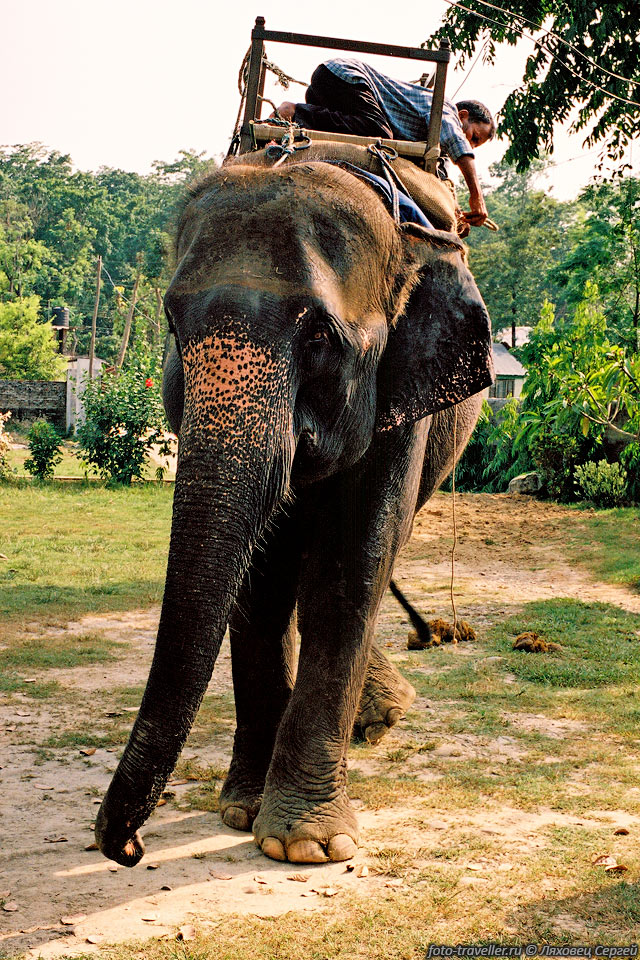 Погонщик седлает слона