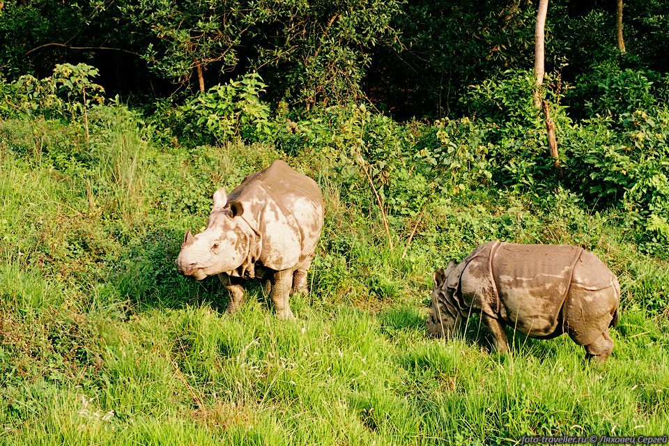 Носороги пасутся