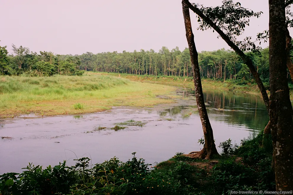 Река в джунглях