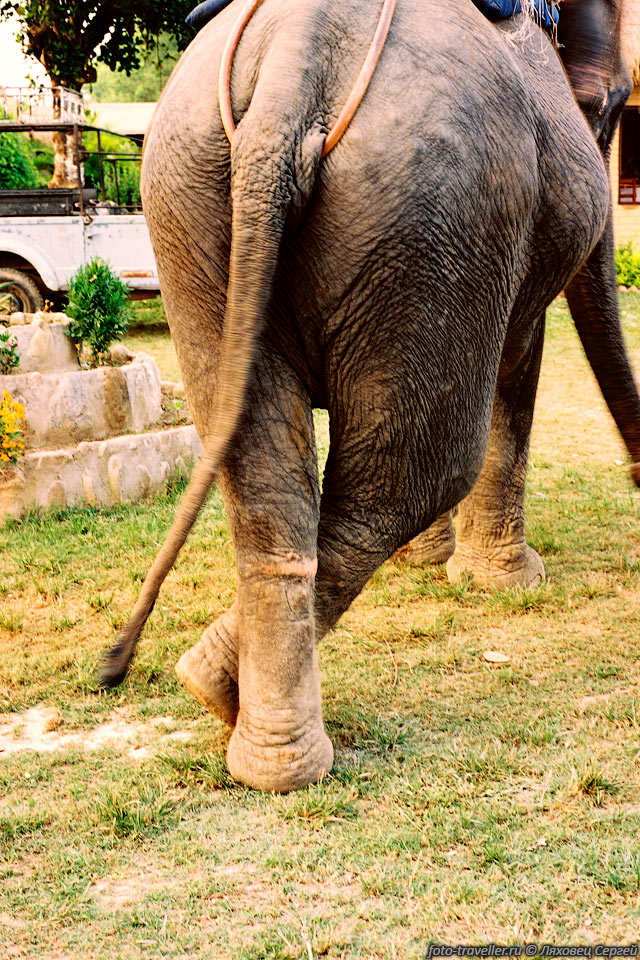 Это то, но чем держится седло. 
Слон, когда стоит на месте, отдыхает, закидывая ногу за ногу.