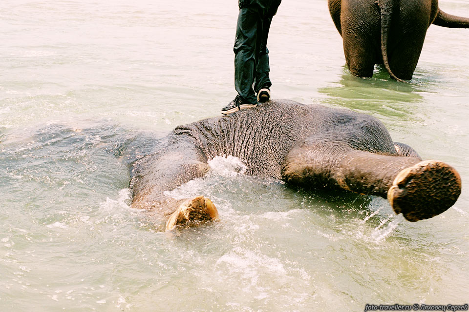 По команде слон падает на бок в воду