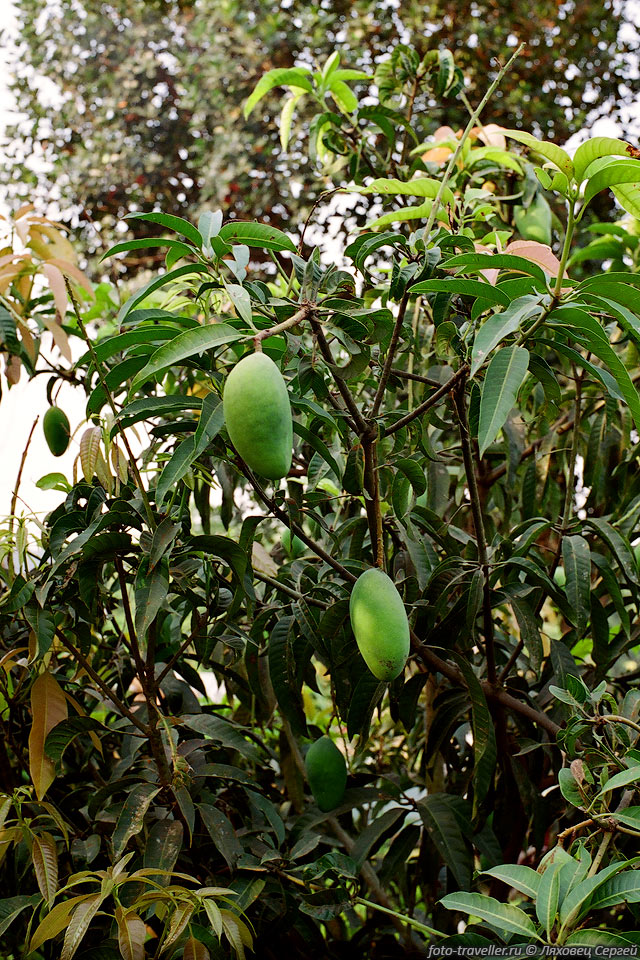 Так растет манго