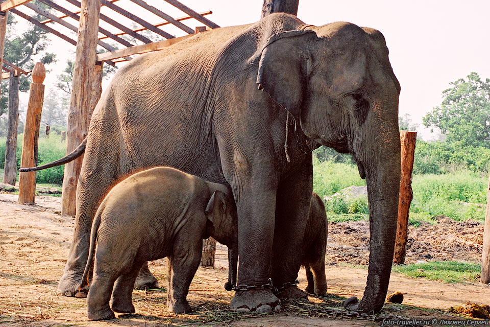 Мама-слониха с маленьким слоненком