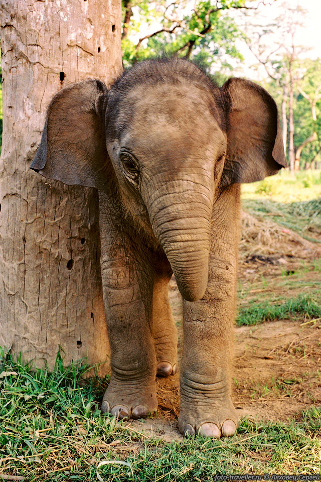 Совсем маленький слоненок.
Ему только 12 дней. Еле стоит на ногах, но уже лезет играться. 
Хоть он и маленький, но весит он нормально, может повалить!