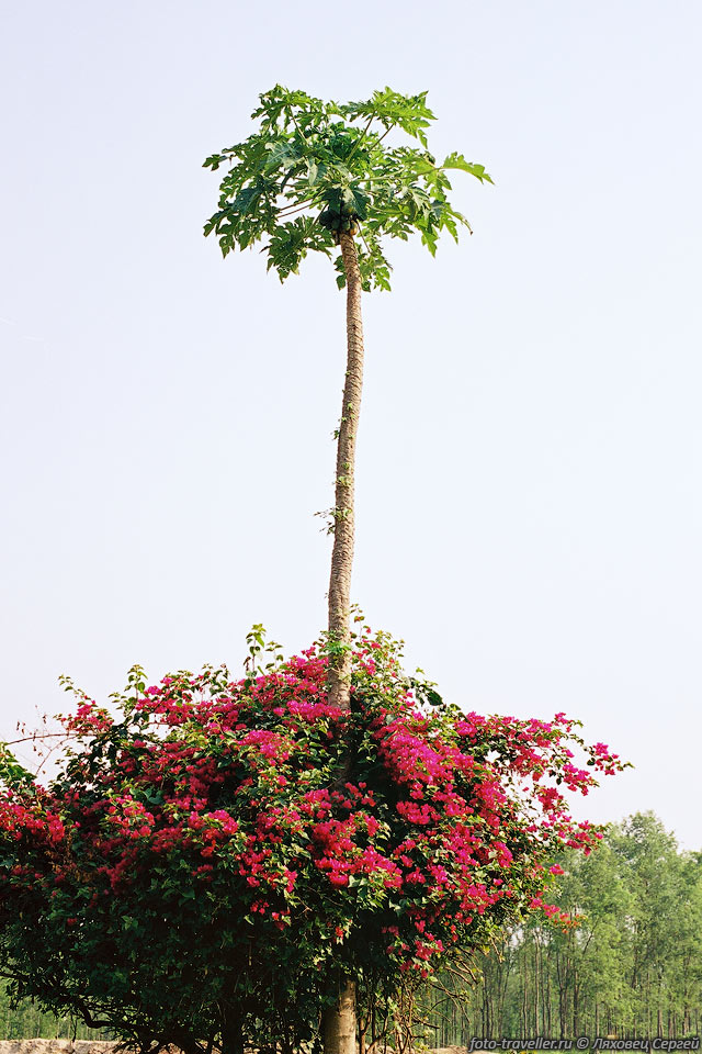 Пайпая - хлебное дерево, среди куста цветов