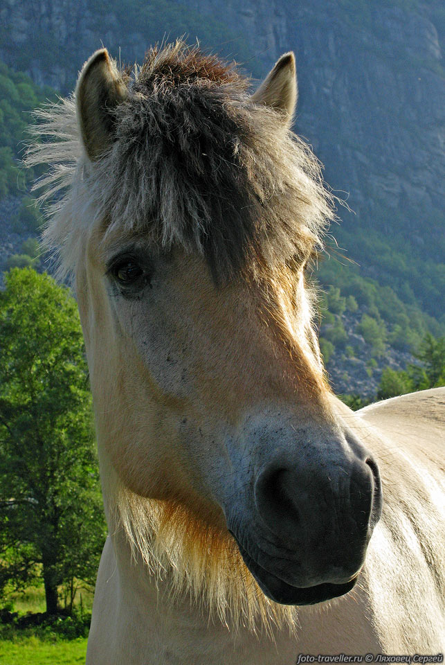 Норвежская лошадь.
Упитанная и аккуратная.
Видимо уровень жизни тут и среди лошадей очень высок.