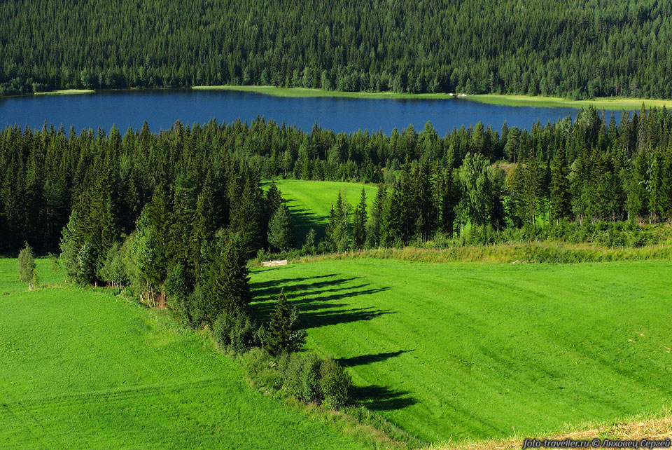 Норвегия обеспечивает себя сельскохозяйственными продуктами собственного 
производства лишь на 40%