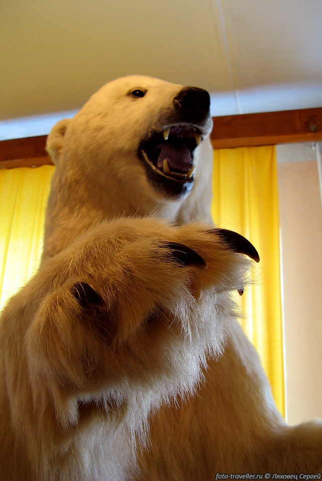 Белых медведей мы, к сожалению, видели только в музее