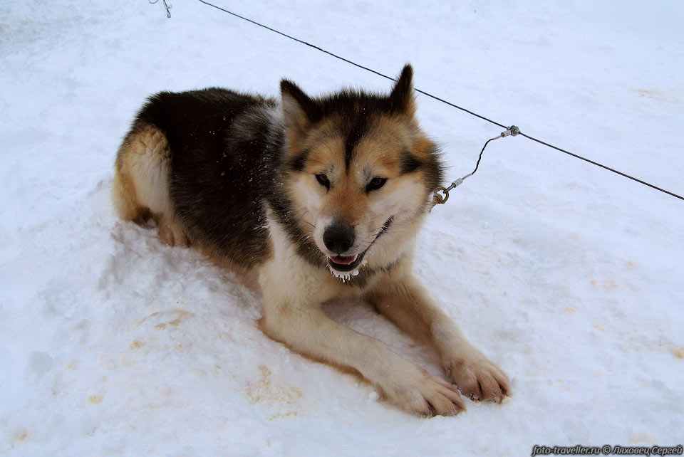 У собак толстенный мех, живут в сугробах на улице. 
За ночь их полностью заметает снегом, получаются живые сугробы.