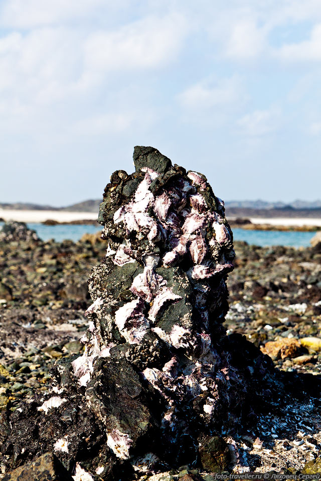 Столбик с моллюсками в полосе отлива
