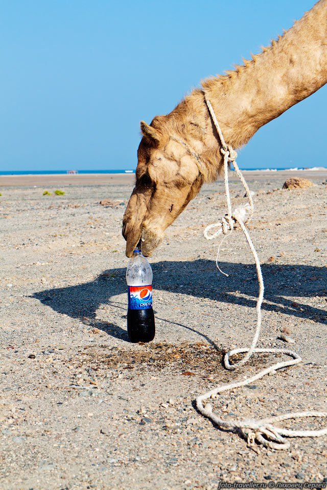 Верблюды тут любят пить Кока-колу