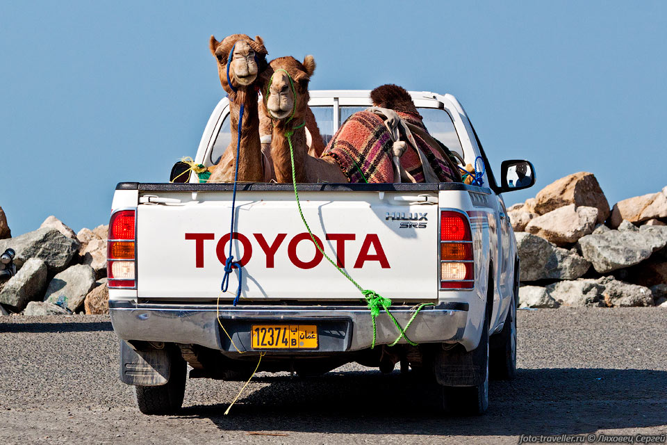Верблюдов на дальние расстояния возят в кузове пикапа.
На ближние просто ведут за поводок из окна машины.