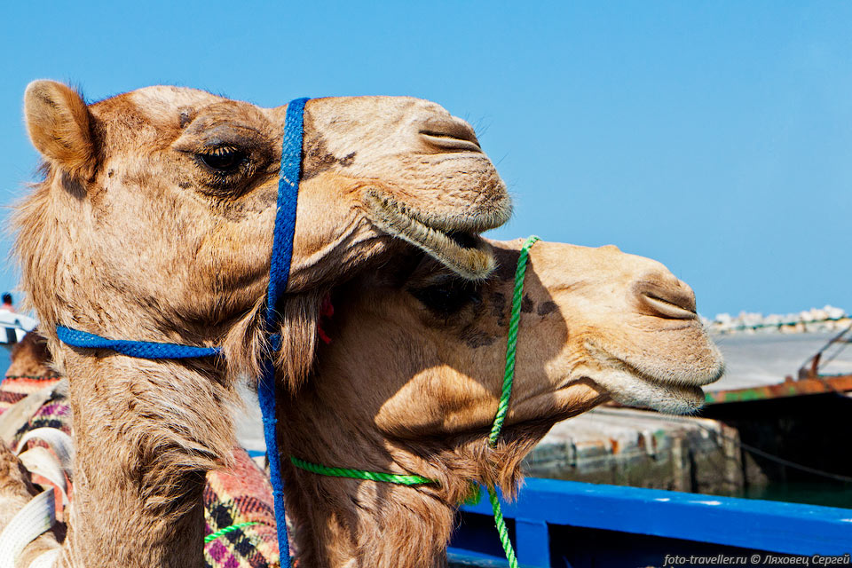 Одногорбый верблюд (Camelus dromedarius, дромеда́р (дромаде́р), 
арабиан) - один из представителей семейства верблюдовых (Camelidae), 
относящийся наряду с двугорбым верблюдом (бактрианом) к роду верблюдов (Camelus).