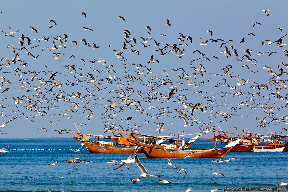 Очень интересная рыбацкая деревня Аль-Халуф (Al Khaluf) 
- десятки тысяч чаек, сотни лодок!