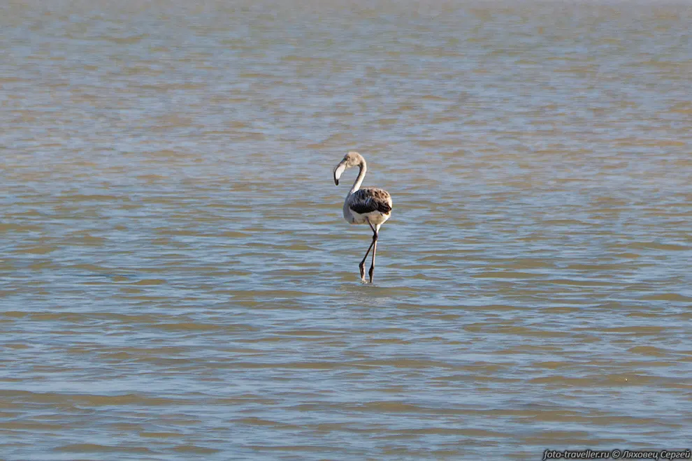 Фламинго в озере было всего несколько штук.
Фламинго (Phoenicopterus) - род птиц, единственный в семействе Фламинговые и в отряде 
Фламингообразные.
В семействе фламинго насчитываются шесть видов. Какой из них на картинке - непонятно.
