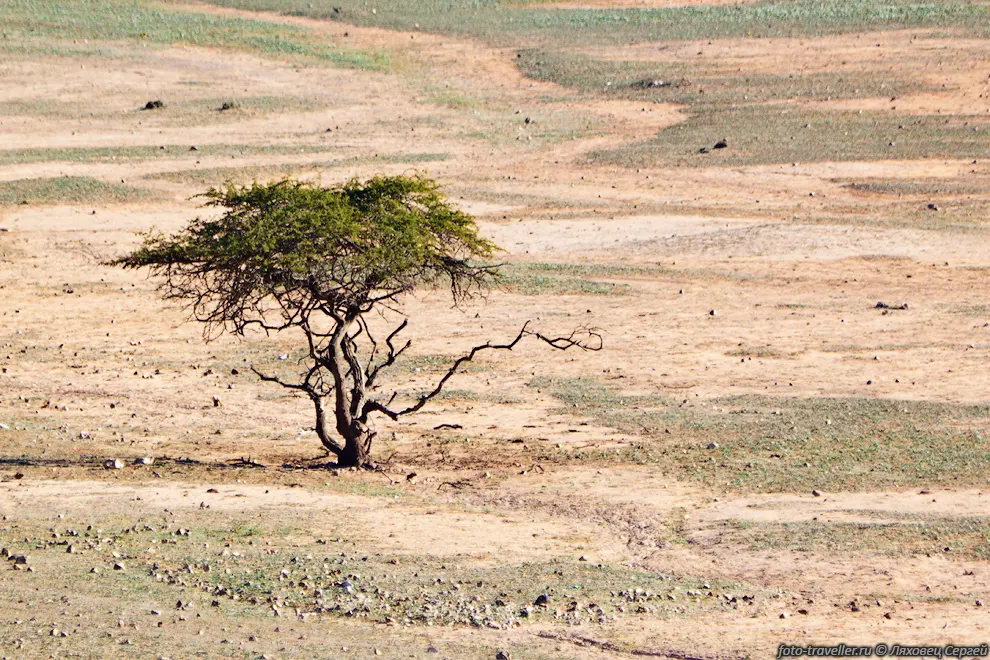 Дофа́р (Dhofar) - мухафаза в Султанате Оман.
Административный центр - город Салала (Salalah‎‎).