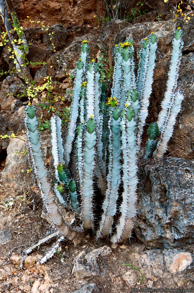 Дикорастущий молочай.
Растение относится к семейству Молочайные (Euphobiaceae). Суккулентные молочаи по 
внешнему виду напоминают кактусы.
Молочаи содержит ядовитый млечный сок, в состав которого входят каучук, смолы, аминокислоты, 
стеарины, эфирные масла, сапонины, сахара, алкалоиды, глюкозиды.
Сок ядовит только при попадании на слизистые и открытые раны.